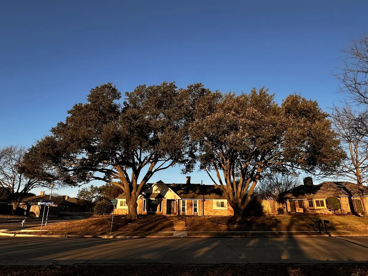 Established residential canopy tree shading a home in Cottonwood